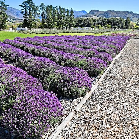 Lavender Farm Guest House Franschhoek Zewnętrze zdjęcie