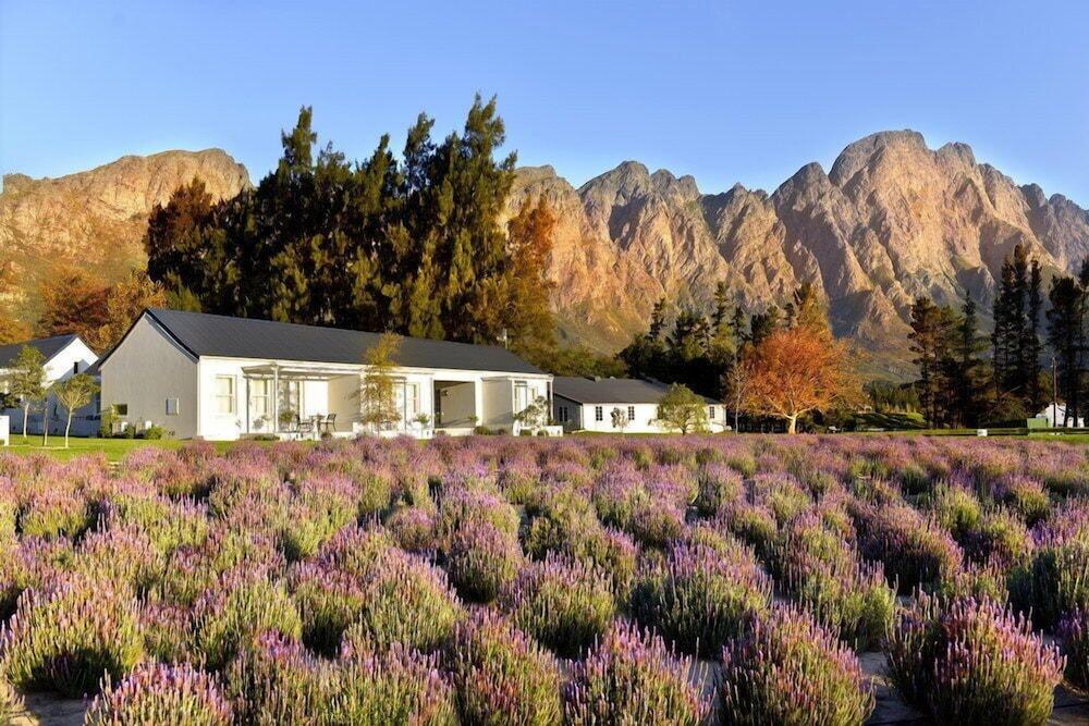 Lavender Farm Guest House Franschhoek Zewnętrze zdjęcie