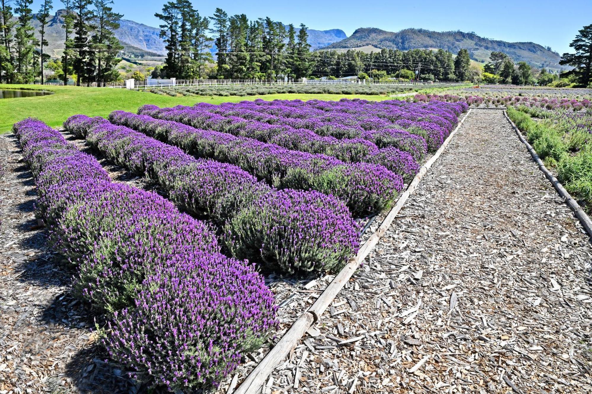 Lavender Farm Guest House Franschhoek Zewnętrze zdjęcie