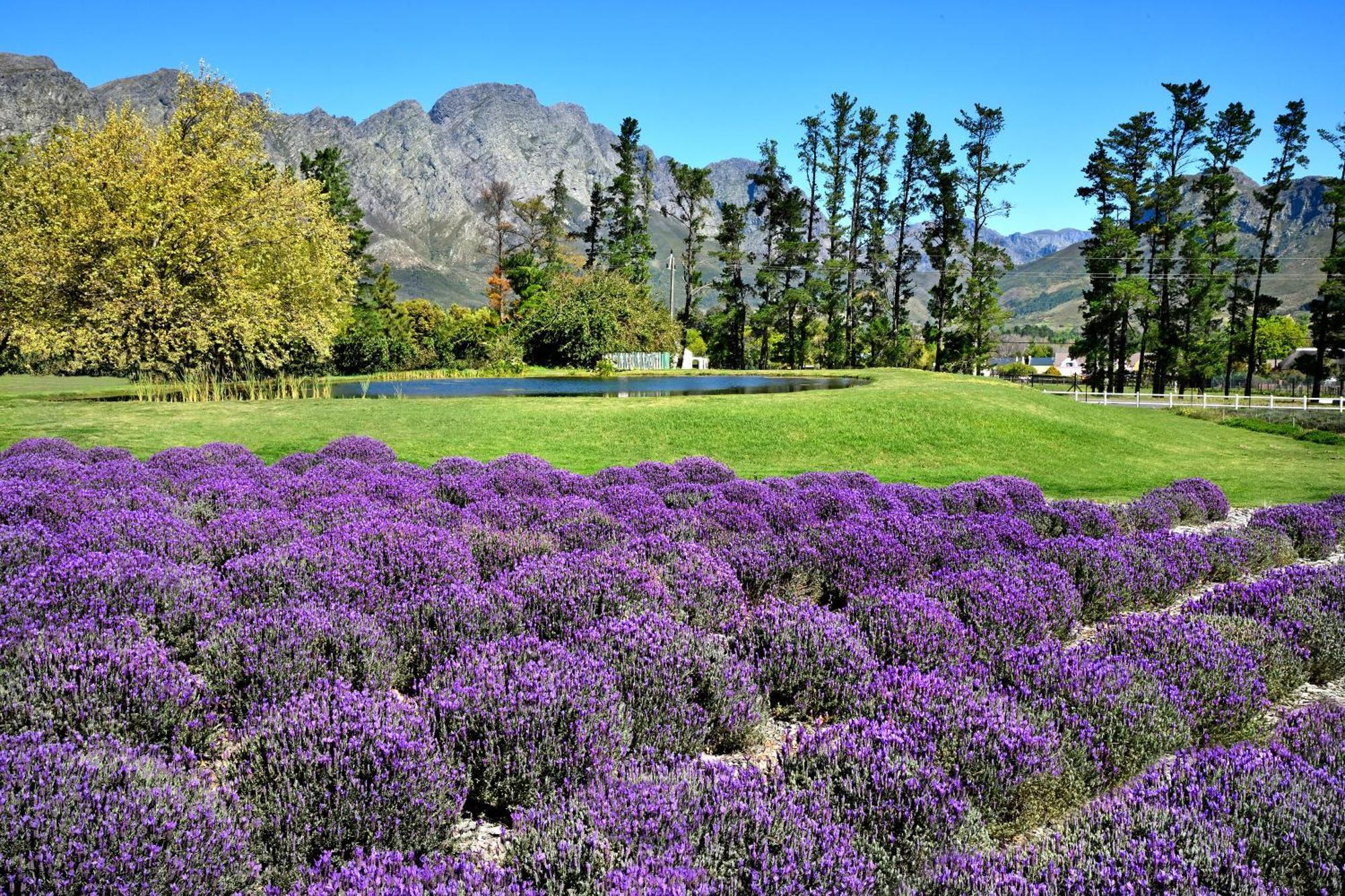 Lavender Farm Guest House Franschhoek Zewnętrze zdjęcie