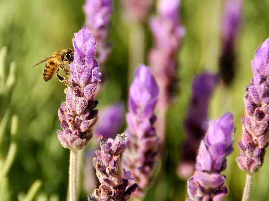 Lavender Farm Guest House Franschhoek Zewnętrze zdjęcie