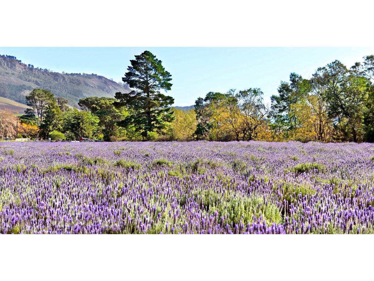 Lavender Farm Guest House Franschhoek Zewnętrze zdjęcie