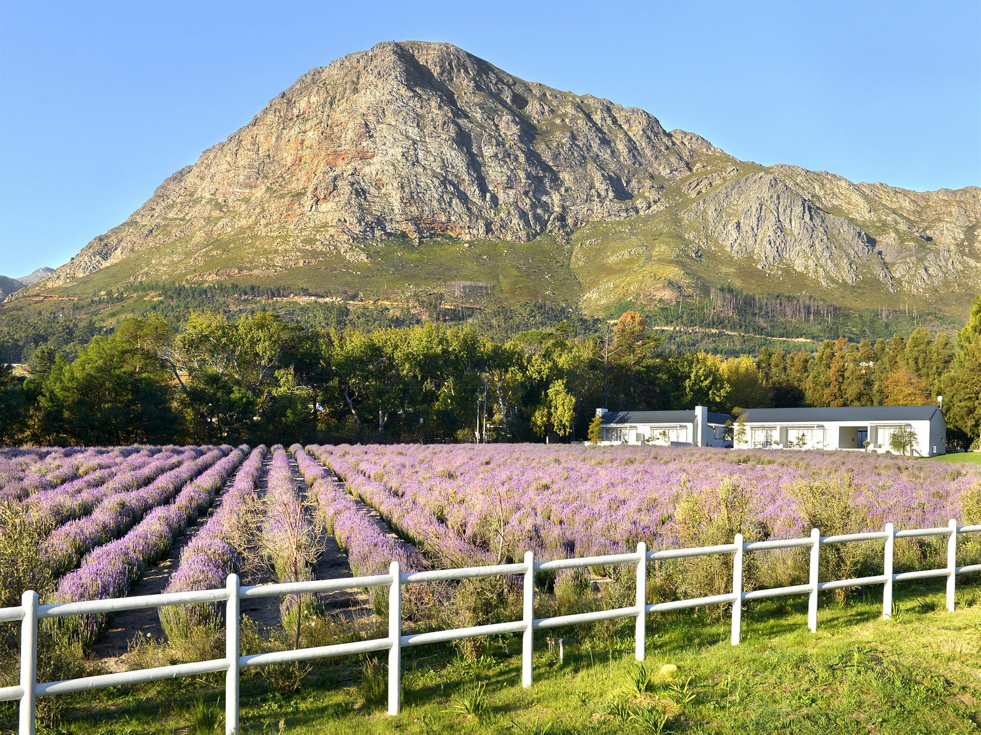 Lavender Farm Guest House Franschhoek Zewnętrze zdjęcie